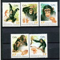 Куба - 1998г. - Шимпанзе - полная серия, MNH [Mi 4106-4110] - 5 марок