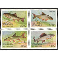 Редкие виды рыб водоемов Беларусь 1997 год (228-231) серия из 4-х марок