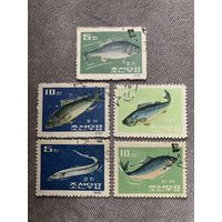 КНДР 1962. Рыбы