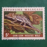 Мадагаскар 1973. Рептилии. Хамелеон. Camileon Nasutus Male