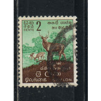 Цейлон Шри Ланка 1958 Нацпарк Рухуна Замбар Стандарт #294