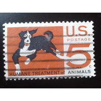 США 1966 собака