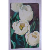 Матанов Н., Белые тюльпаны; 1974, чистая (размер 9*14).