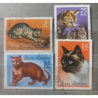 Румыния. 1965г. Фауна. Коты.
