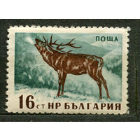 Дикие животные. Олень. Болгария. 1958