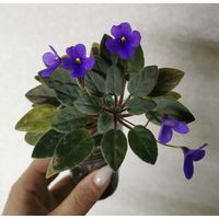 Фиалка Vallarta Campanas Moradas (растение с фото) трейлер полумини