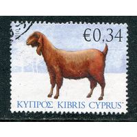 Кипр. Домашние животные. Коза