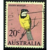 Австралия 1966 Mi# 370 Австралийский золотой свистун . Гашеная (AU09) н/с