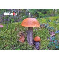 Беларусь 2022 посткроссинг грибы подосиновик флора