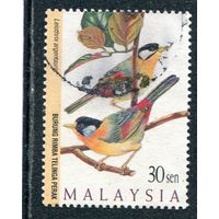 Малайзия. Птицы