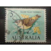 Австралия 1966 птица 5с