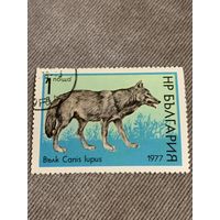 Болгария 1977. Фауна. Canis lupus. Марка из серии