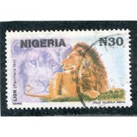 Нигерия. Фауна. Лев