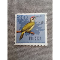Польша 1966. Птицы. Picus Viridis