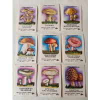 Спичечные этикетки ф.Барнаул. Съедобные грибы. 1978 год