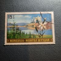 Монголия. Флора. Dianihus Superbus