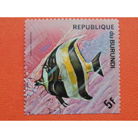 Бурунди 1974г. Морская фауна.