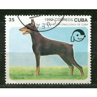 Собаки. Доберман. Куба. 1992