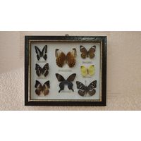 Панно бабочки в коллекцию