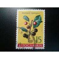 Югославия, 1959. Облепиха