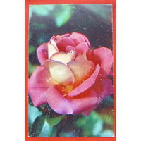 Роза " Гейл Борден". Чистая. 1983 года. # 156.