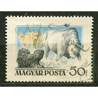 Собака пастух. Венгрия. 1956