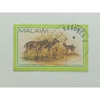 Малави 1981. Дикая природа