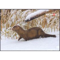 Беларусь 2019 посткроссинг открытка фауна американская норка