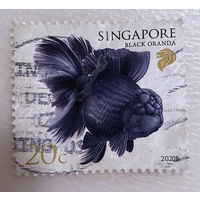 Сингапур 2020. Фауна. Рыбка. Черная оранда