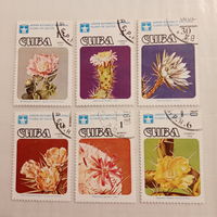 Куба 1978. Флора. Цветы кактуса